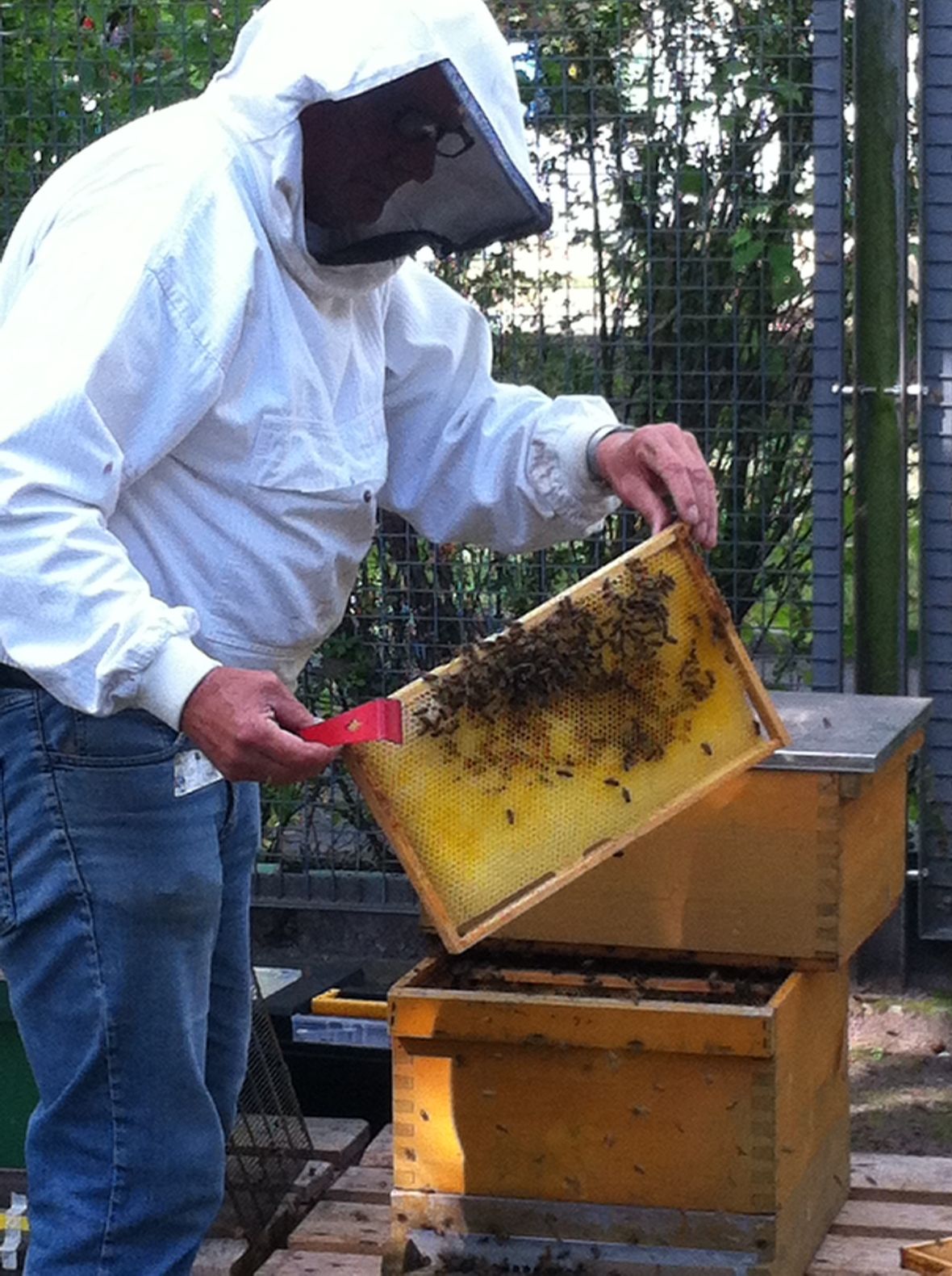 Bienen bei Vivantes