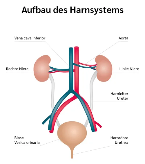 grafische darstellung niere, oben links und rechts die nieren, verbunden über den harnleiter mit der harnblase, die nieren verbunden mit den versorgenden venen und aorta