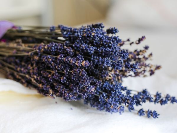 Heilende Düfte – Aromatherapie in der Altersmedizin: Das Bild zeigt ein Bündel Lavendel auf einem Laken auf einem Bett, wobei die Blüten die Bildmitte ausfüllen und die Halme links im Hintergrund zu sehen sind.